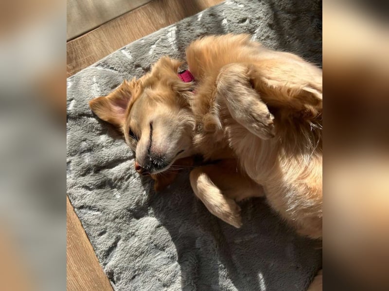 Lebensfrohe EMMY sucht gemütlichen Kuschelplatz