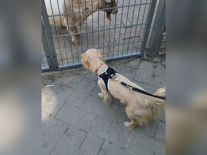 Lebensfrohe EMMY sucht gemütlichen Kuschelplatz