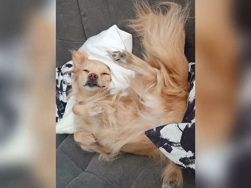 Lebensfrohe EMMY sucht gemütlichen Kuschelplatz