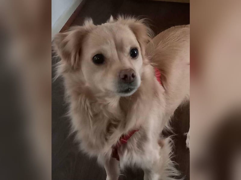Lebensfrohe EMMY sucht gemütlichen Kuschelplatz