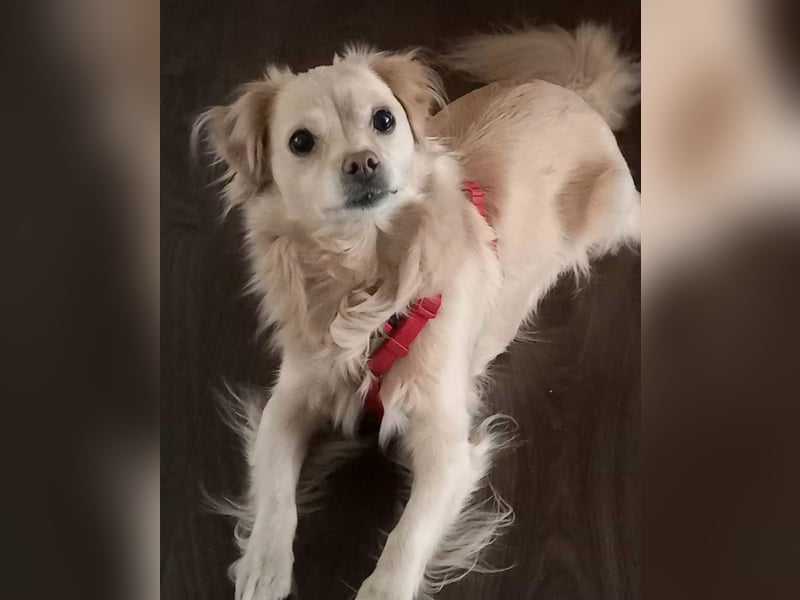 Lebensfrohe EMMY sucht gemütlichen Kuschelplatz