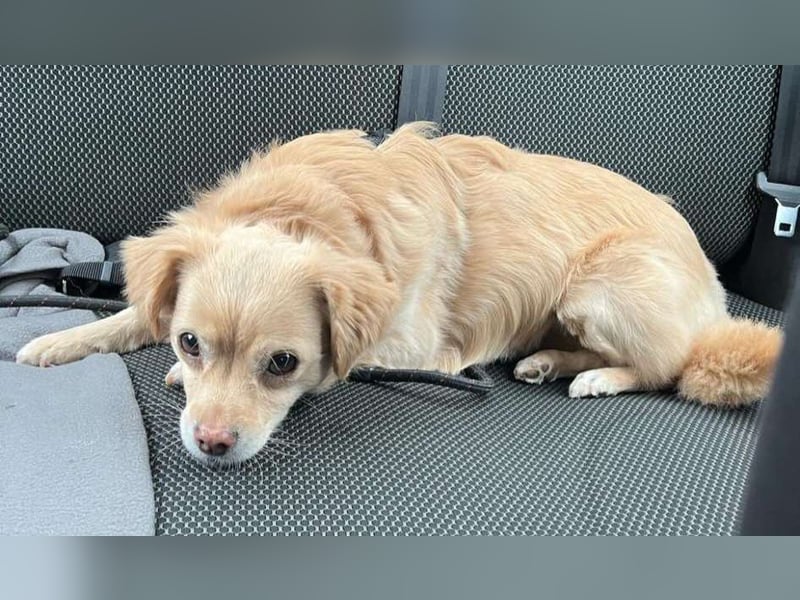 Lebensfrohe EMMY sucht gemütlichen Kuschelplatz