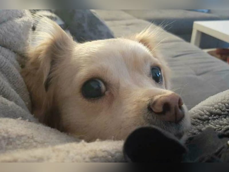 Lebensfrohe EMMY sucht gemütlichen Kuschelplatz