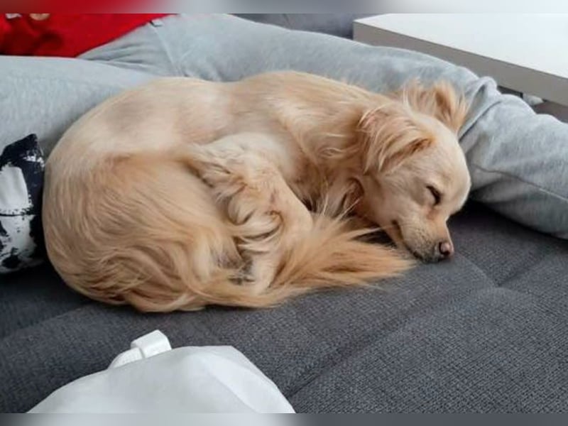 Lebensfrohe EMMY sucht gemütlichen Kuschelplatz