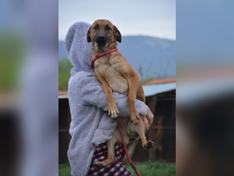 ängstlich, sucht Menschen mit Erfahrung im Umgang mit unsicheren Hunden.