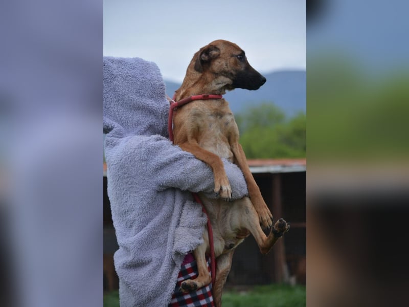ängstlich, sucht Menschen mit Erfahrung im Umgang mit unsicheren Hunden.