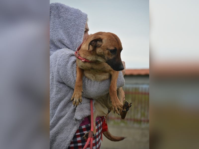 ängstlich, sucht Menschen mit Erfahrung im Umgang mit unsicheren Hunden.