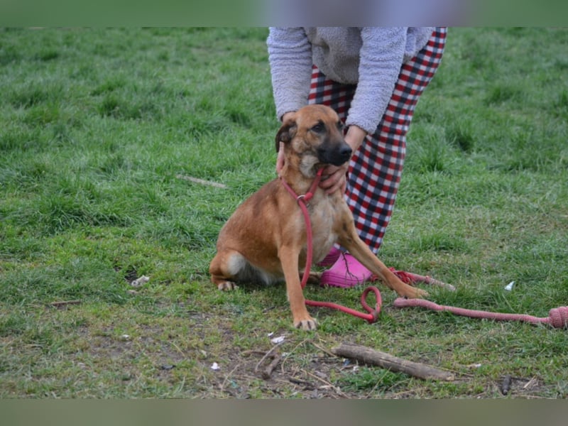 ängstlich, sucht Menschen mit Erfahrung im Umgang mit unsicheren Hunden.