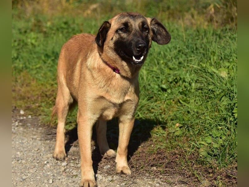 Kama liebt es zu schmusen