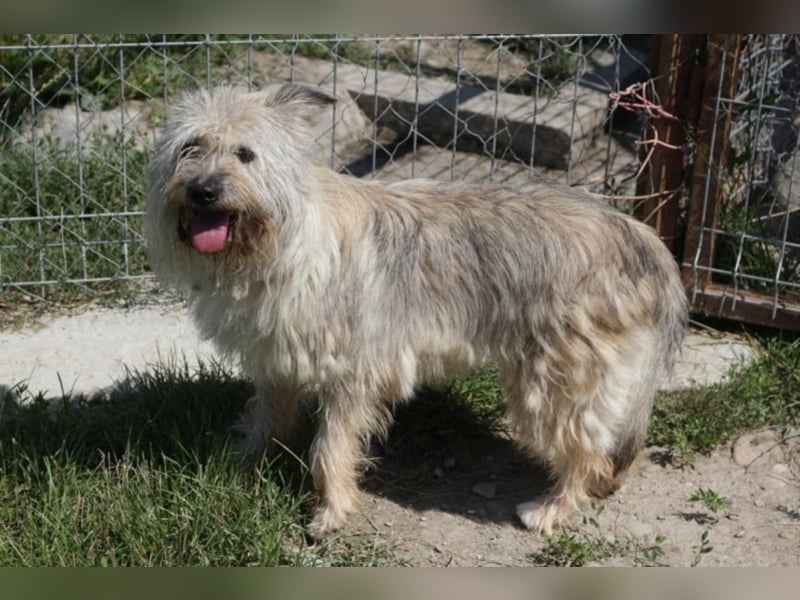 CHESTA sucht ein Zuhause