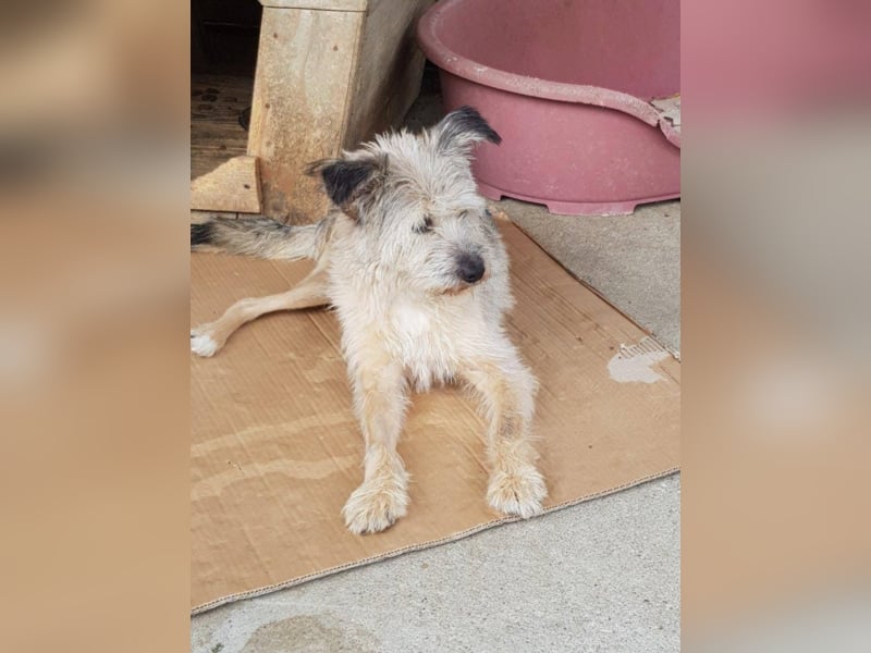 CHESTA sucht ein Zuhause