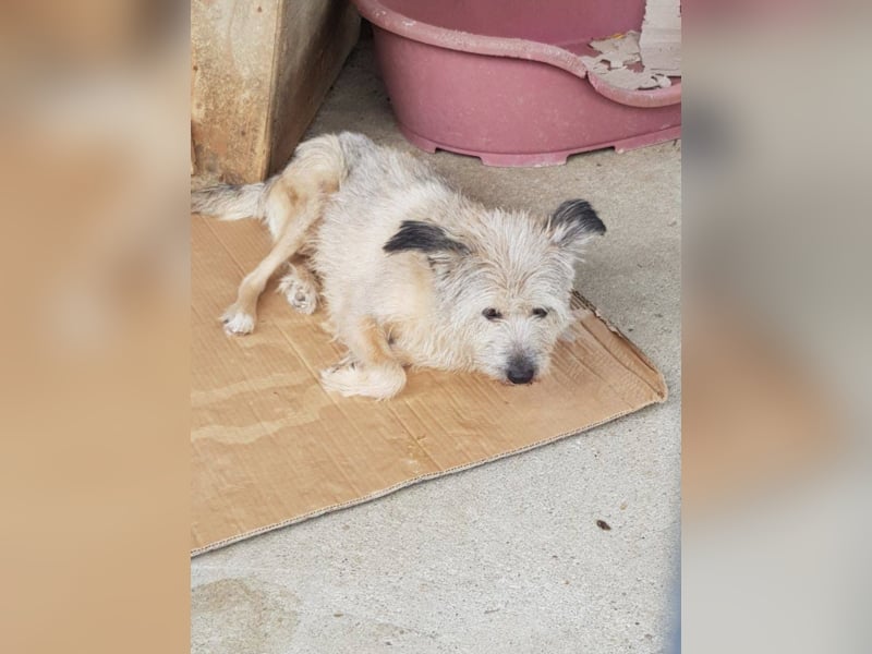 CHESTA sucht ein Zuhause
