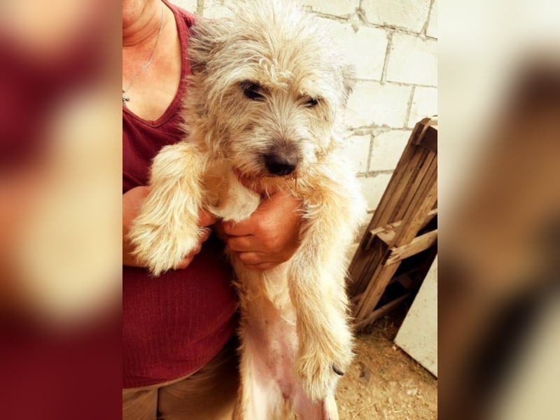 CHESTA sucht ein Zuhause