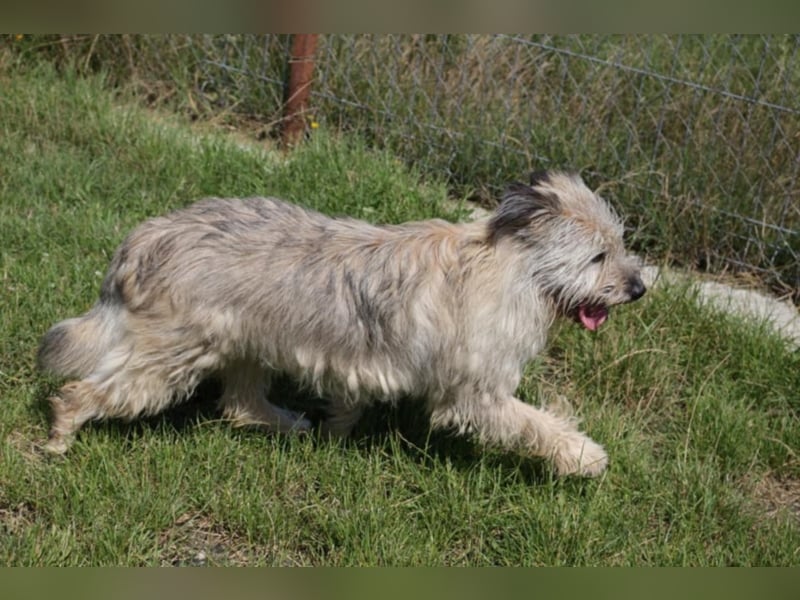 CHESTA sucht ein Zuhause