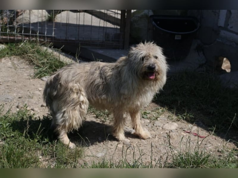 CHESTA sucht ein Zuhause