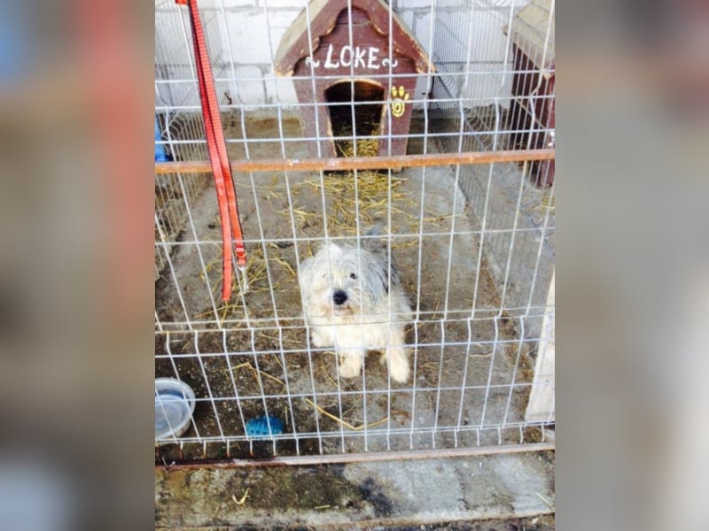 CHESTA sucht ein Zuhause