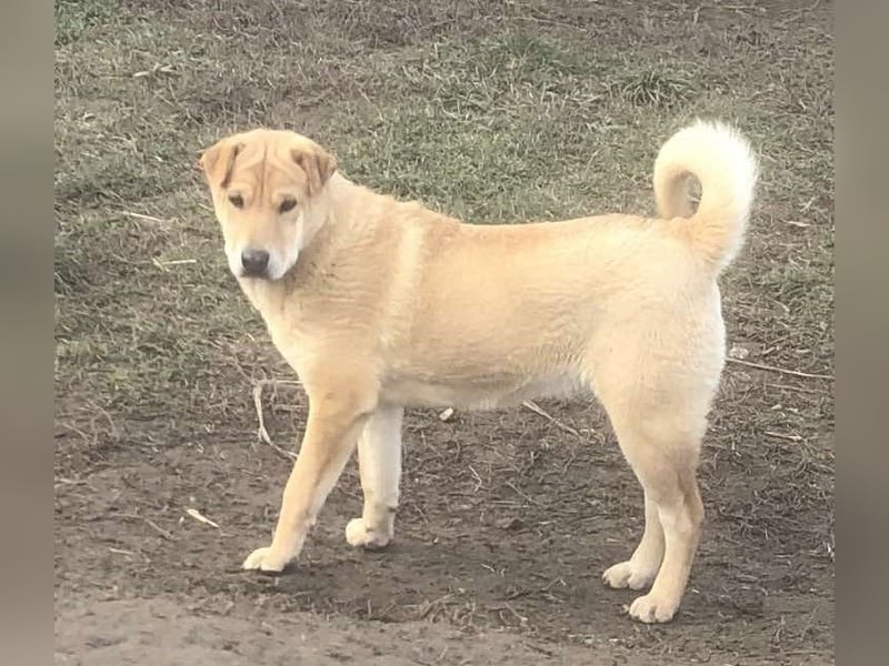 Ronja