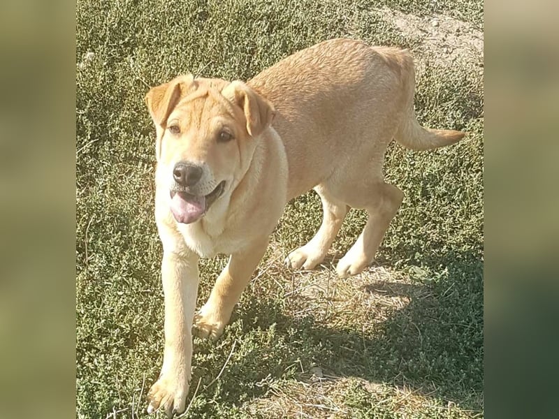 Ronja