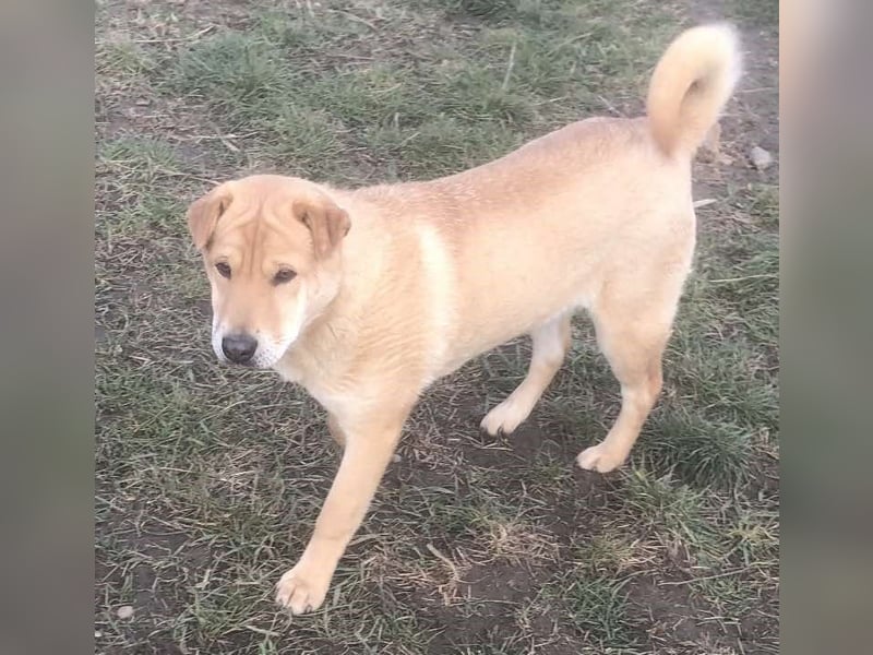 Ronja