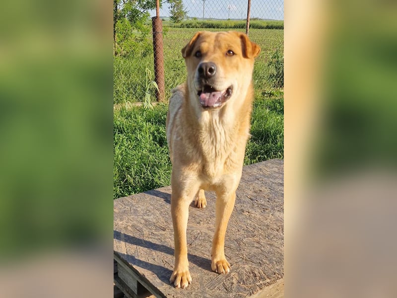 Ronja