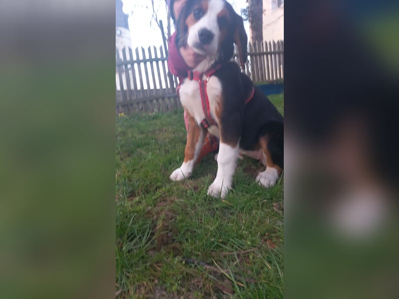 Bernersennenbeaglemix