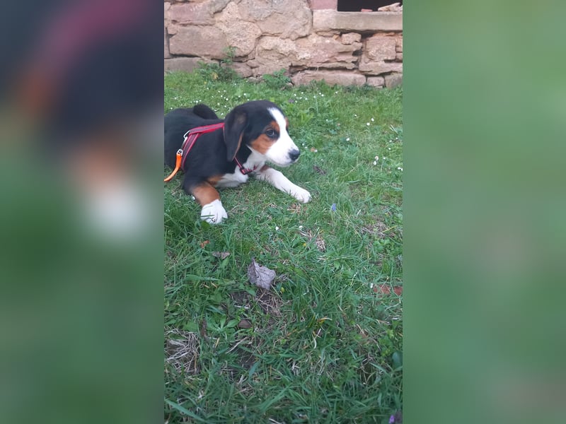 Bernersennenbeaglemix