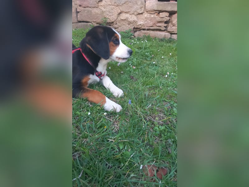 Bernersennenbeaglemix