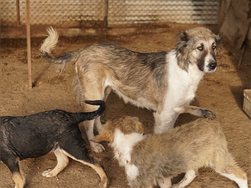 Talia, geb. ca. 09/2022, lebt in GRIECHENLAND, im städt. Tierheim Serres