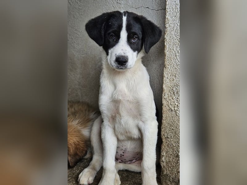 Zola, geb. ca. 01/2025, lebt in GRIECHENLAND, im städt. Tierheim Serres