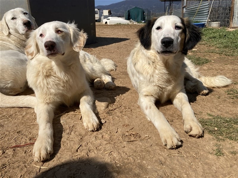 Zara, geb. ca. 06/2021, lebt in GRIECHENLAND, auf einem Gelände, auf dem die Hunde notdürftig versor
