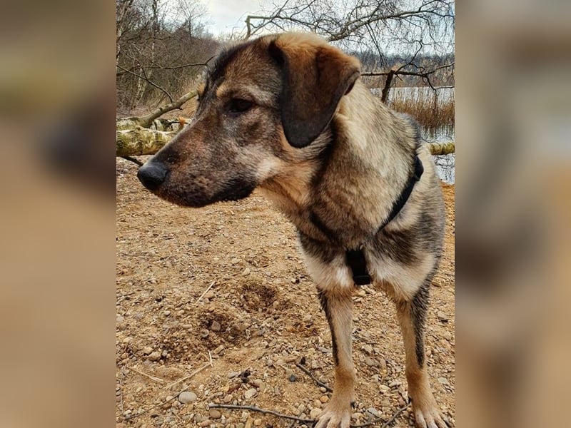 Mary-Kate, geb. ca. 08/2021, lebt bei einer Familie in 53773 Hennef