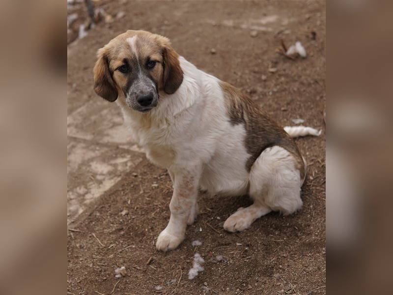 Thia, geb. ca. 10/2023, lebt in GRIECHENLAND, auf einem Gelände, auf dem die Hunde notdürftig versor