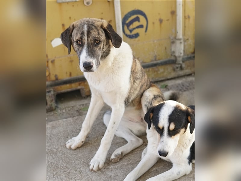 Indira, geb. ca. 01/2023, lebt in GRIECHENLAND, im städt. Tierheim Serres