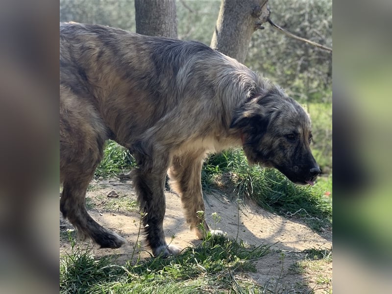 Nandi, geb. ca. 03/2020, lebt in GRIECHENLAND, städt. Tierheim Serres