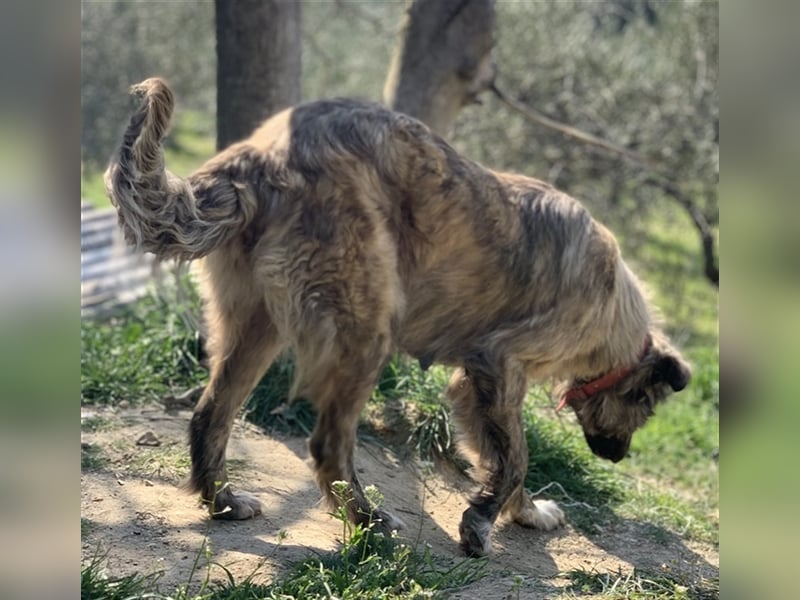 Nandi, geb. ca. 03/2020, lebt in GRIECHENLAND, städt. Tierheim Serres