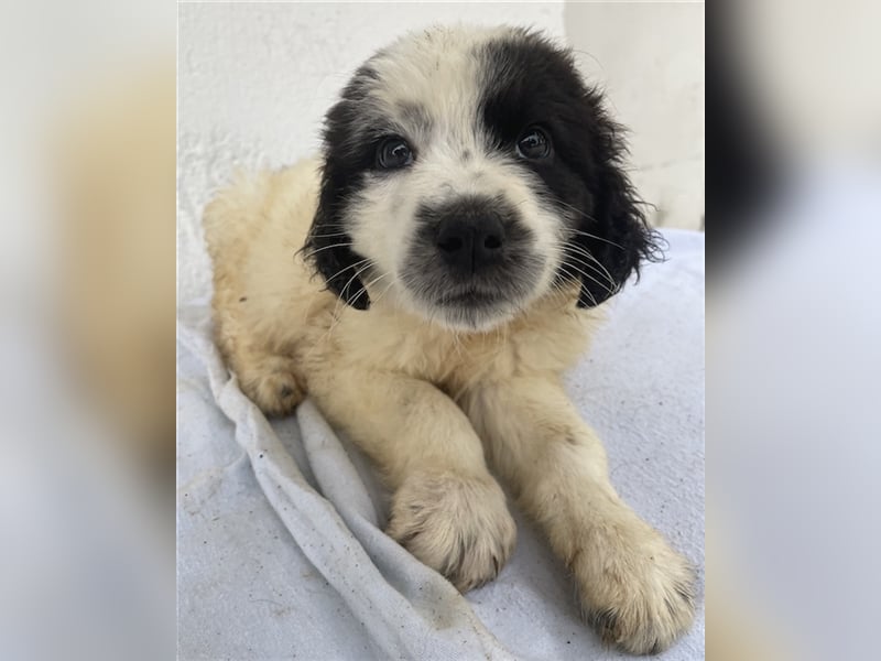 Yuni, geb. ca. 03/2023, lebt in GRIECHENLAND, im städt. Tierheim Serres