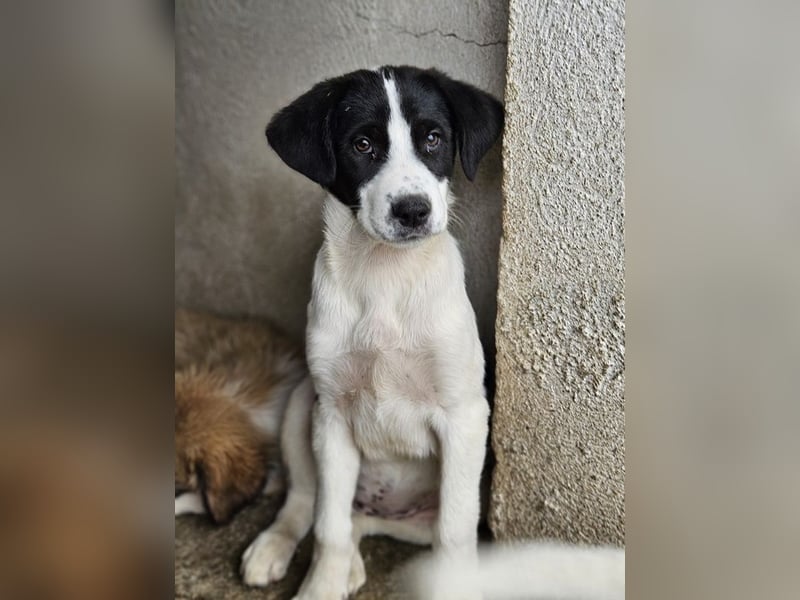 Zola, geb. ca. 01/2025, lebt in GRIECHENLAND, im städt. Tierheim Serres