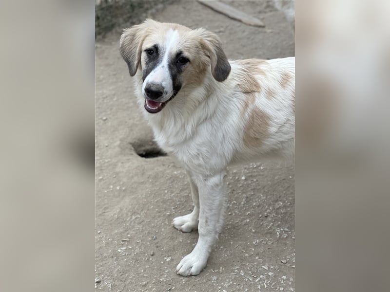 Gretchen, geb. ca. 03/2023, lebt in GRIECHENLAND, im städt. Tierheim Serres