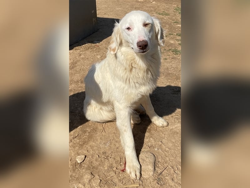Zara, geb. ca. 06/2021, lebt in GRIECHENLAND, auf einem Gelände, auf dem die Hunde notdürftig versor