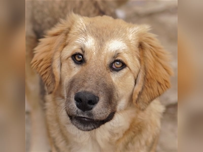 Luana, geb. ca. 10/2023, lebt in GRIECHENLAND, auf einem Gelände, auf dem die Hunde notdürftig verso