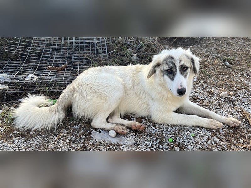 Gerda, geb. ca. 02/2023, lebt in GRIECHENLAND, im städt. Tierheim Serres