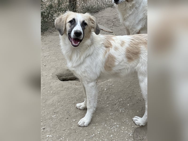 Gretchen, geb. ca. 03/2023, lebt in GRIECHENLAND, im städt. Tierheim Serres