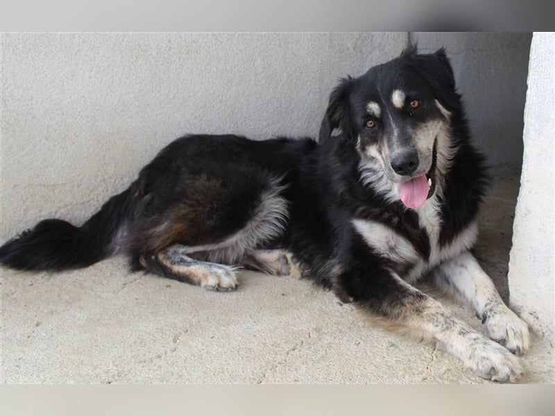 Jilly, geb. ca. 03/2023, lebt in GRIECHENLAND, im städt. Tierheim Serres