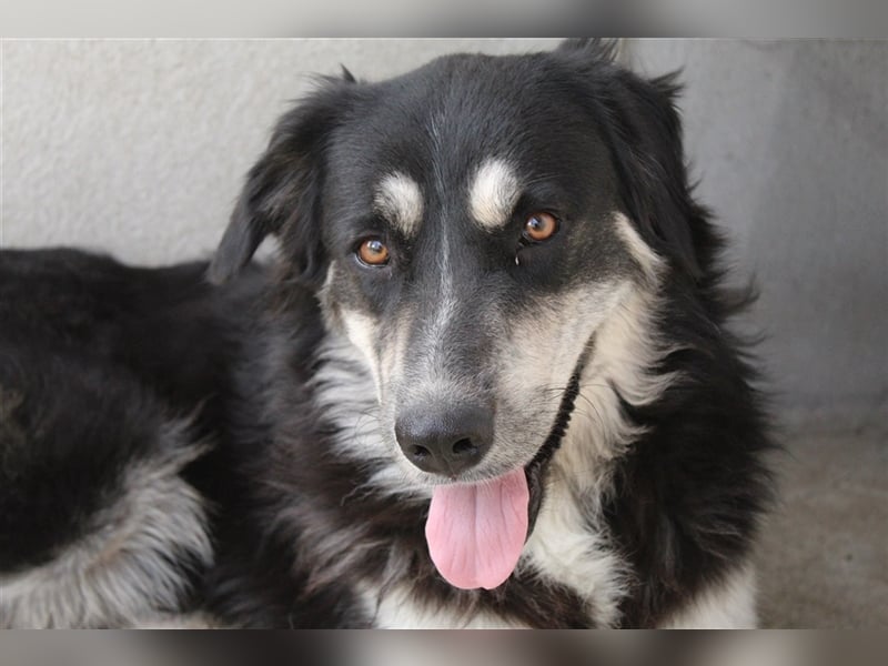 Jilly, geb. ca. 03/2023, lebt in GRIECHENLAND, im städt. Tierheim Serres