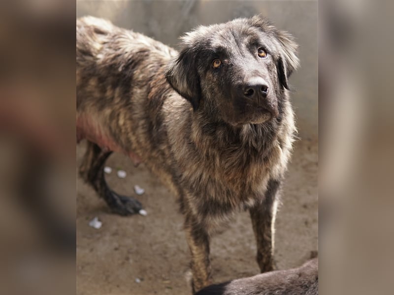 Zazu, geb. ca. 10/2022, lebt in GRIECHENLAND, auf einer privaten Pflegestelle