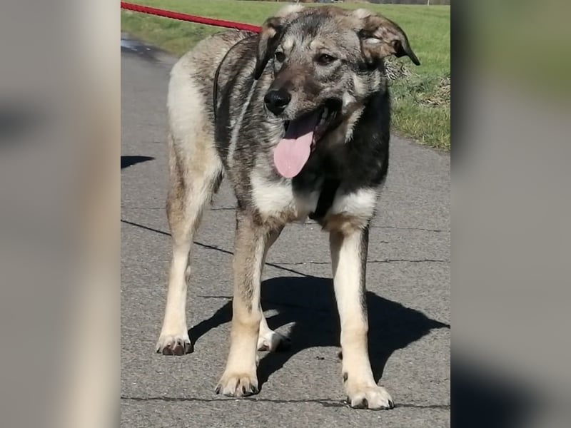 Mary-Kate, geb. ca. 08/2021, lebt bei einer Familie in 53773 Hennef