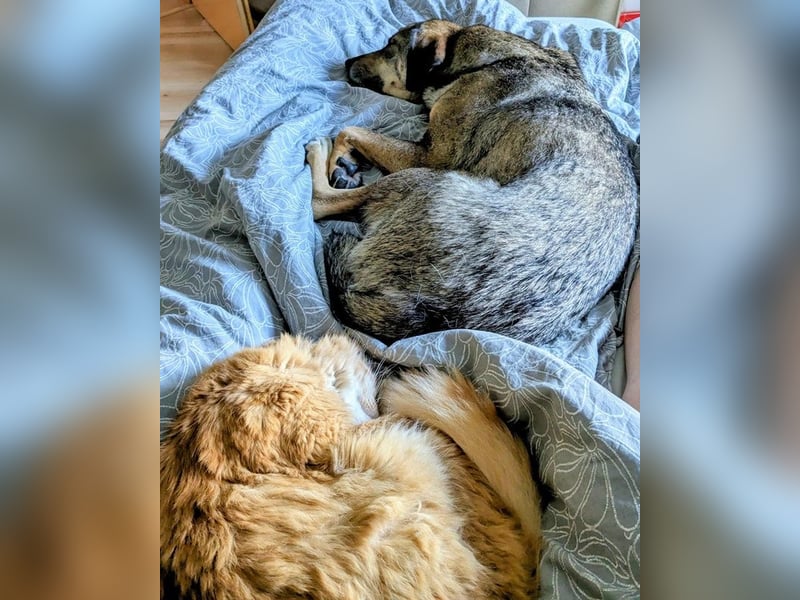 Mary-Kate, geb. ca. 08/2021, lebt bei einer Familie in 53773 Hennef