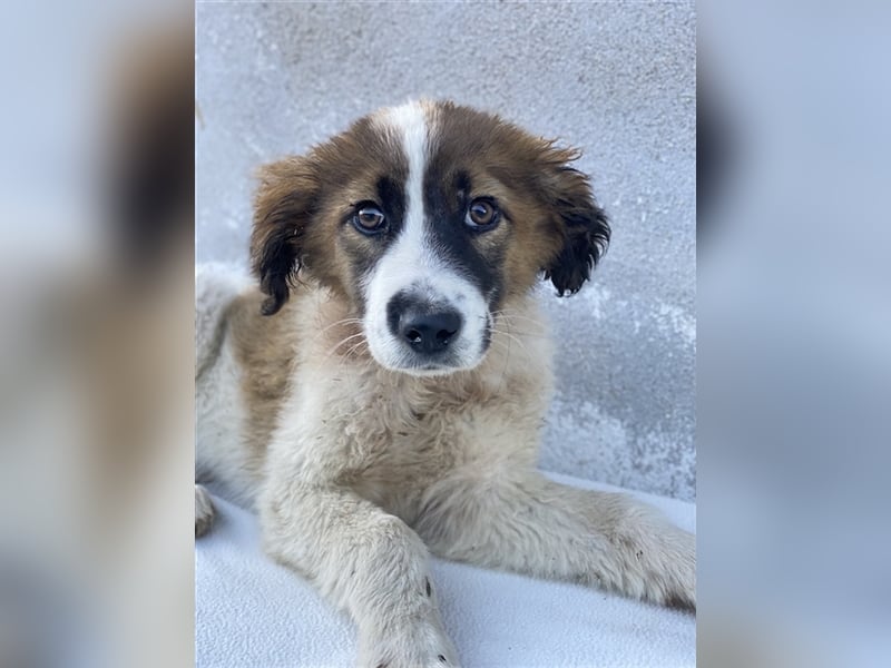 Fiva, geb. ca. 02/2024, lebt in GRIECHENLAND, im städt. Tierheim Serres