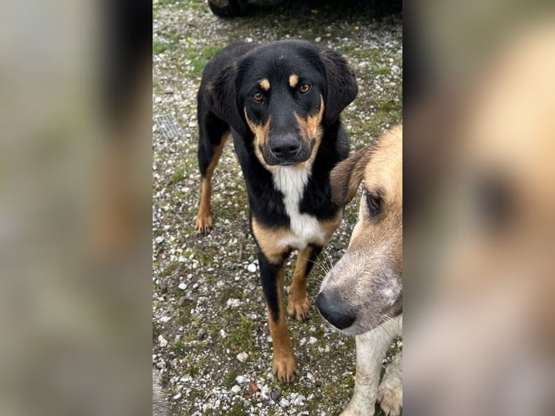 Letti, geb. ca. 05/2024, lebt in GRIECHENLAND, auf einem Gelände, auf dem die Hunde notdürftig verso