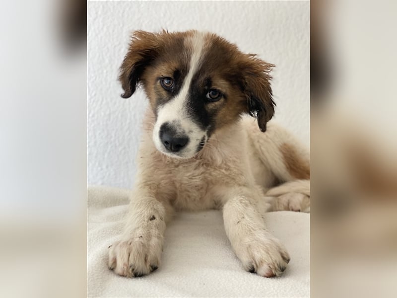 Fiva, geb. ca. 02/2024, lebt in GRIECHENLAND, im städt. Tierheim Serres